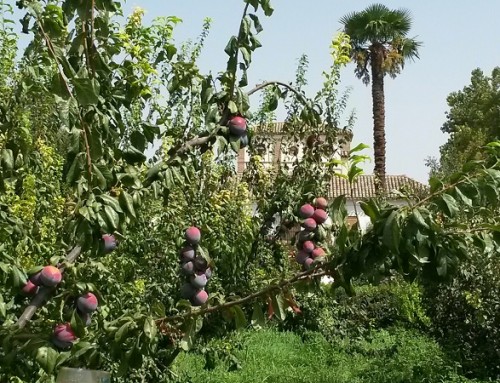 Plum trees and the cortijo