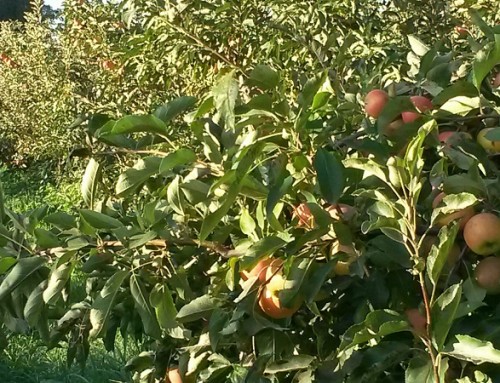 Royal Gala apple trees
